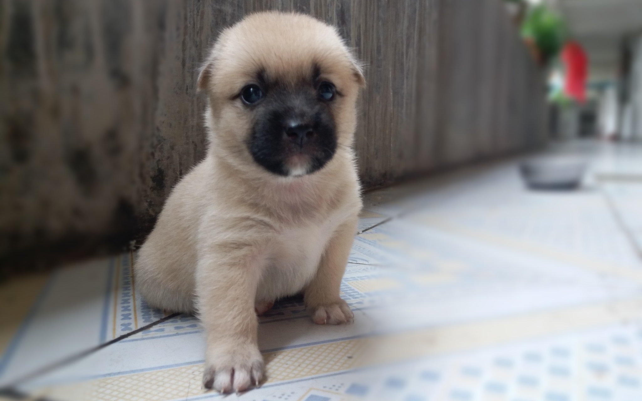 【中华田园犬】小奶狗