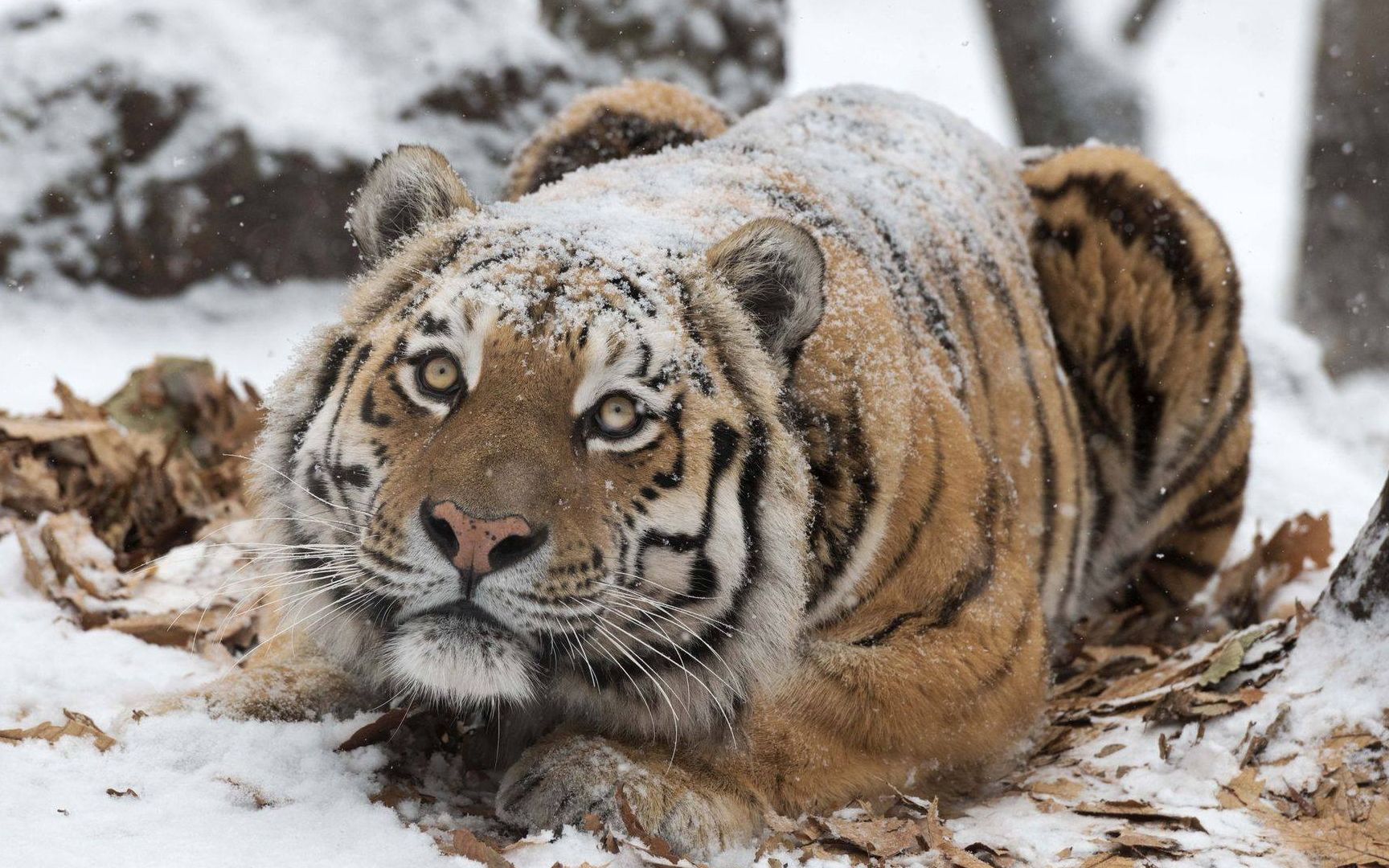 东北虎阿穆尔 你又跑出来冒充野生虎