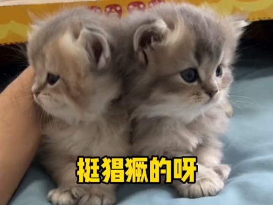 包圆组合,喵霸天下~哔哩哔哩bilibili