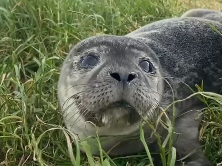 海豹中心 小海豹香芹(Parsley)哔哩哔哩bilibili