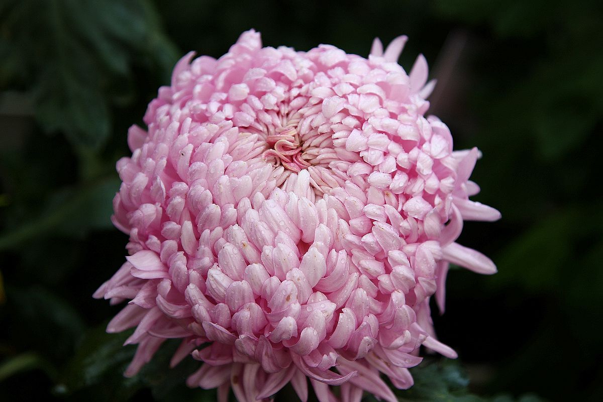 开封菊花苗批发基地