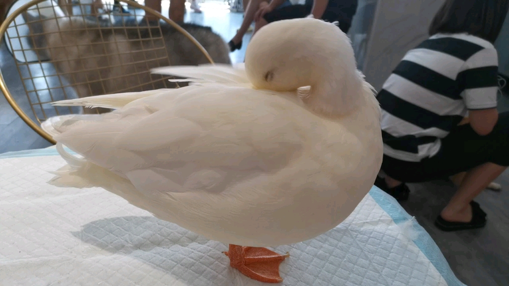 柯尔鸭在整理羽毛