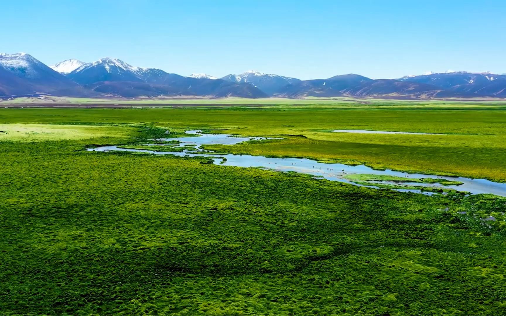 水生室博士解读湿地公约(COP14)中的水生植物,带你认识水生植物为什么重要,又面临了什么样的威胁?哔哩哔哩bilibili