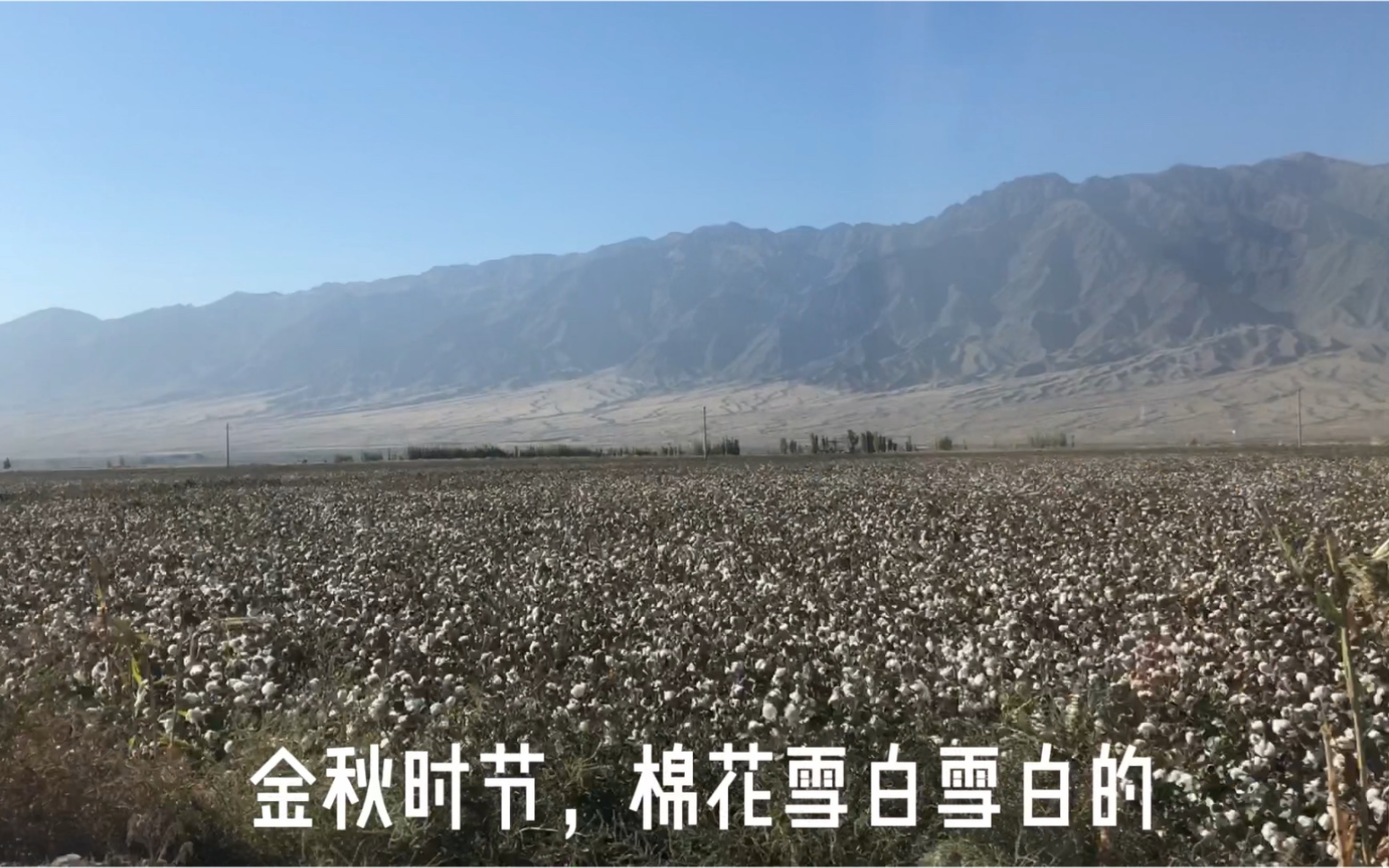 日常vlog｜跟我在新疆过一天☀️金秋时节，十月棉花满地早穿棉袄午穿纱，围着火炉吃西瓜