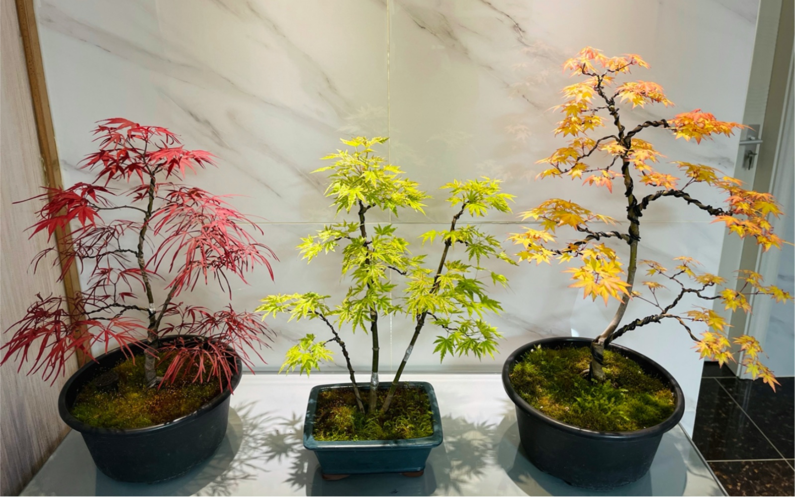 枫树造型色彩集锦