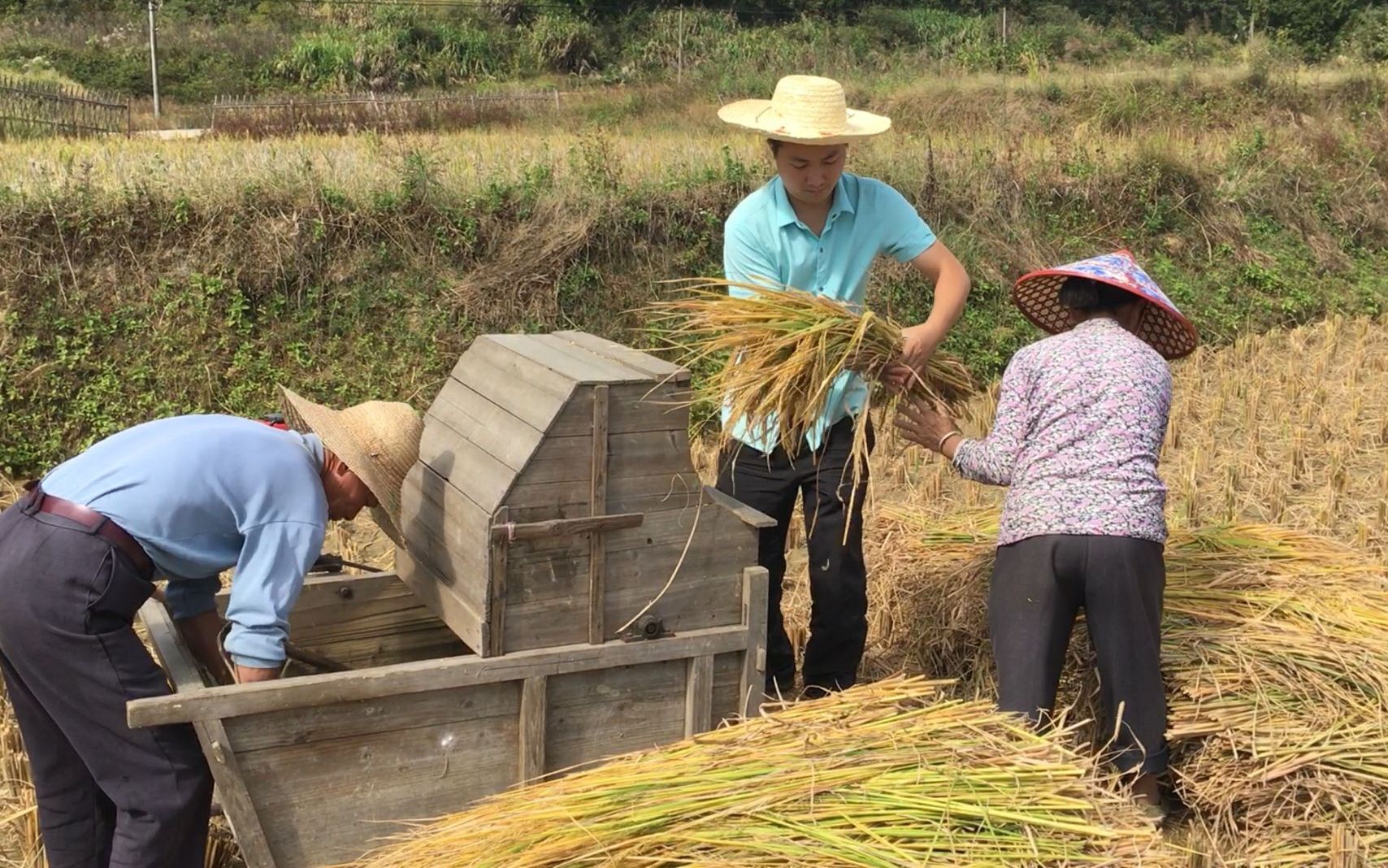 实拍江西传统打稻谷,东哥一家人都是这样收水稻的,配合真默契_哔哩
