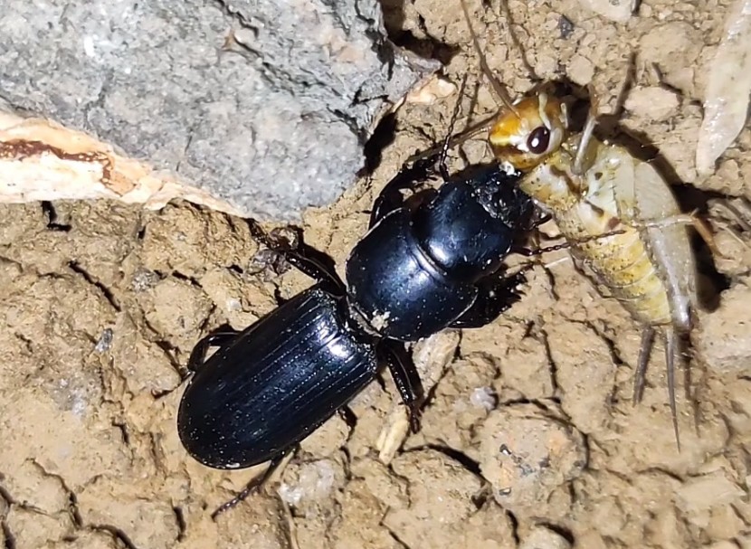 【捕食展示】蝼步甲将蟋蟀拖进洞中(追逐战)