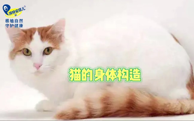 猫咪的身体构造哔哩哔哩bilibili