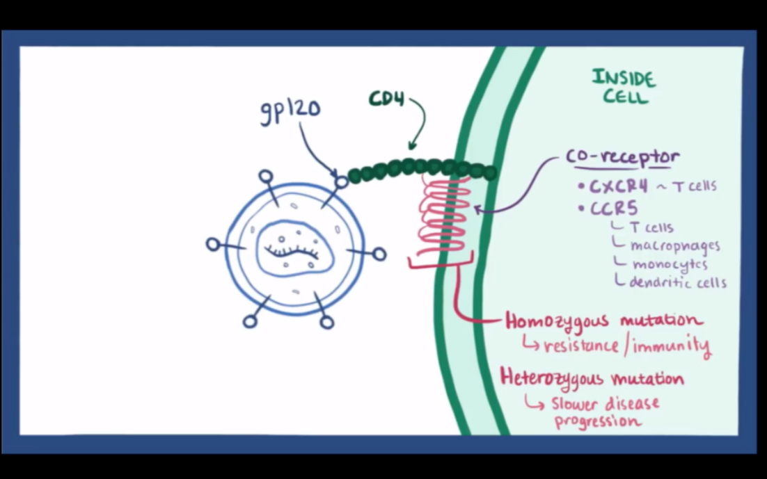 HIV & AIDS hiv的病因、病理、发病机制、传染途径哔哩哔哩bilibili