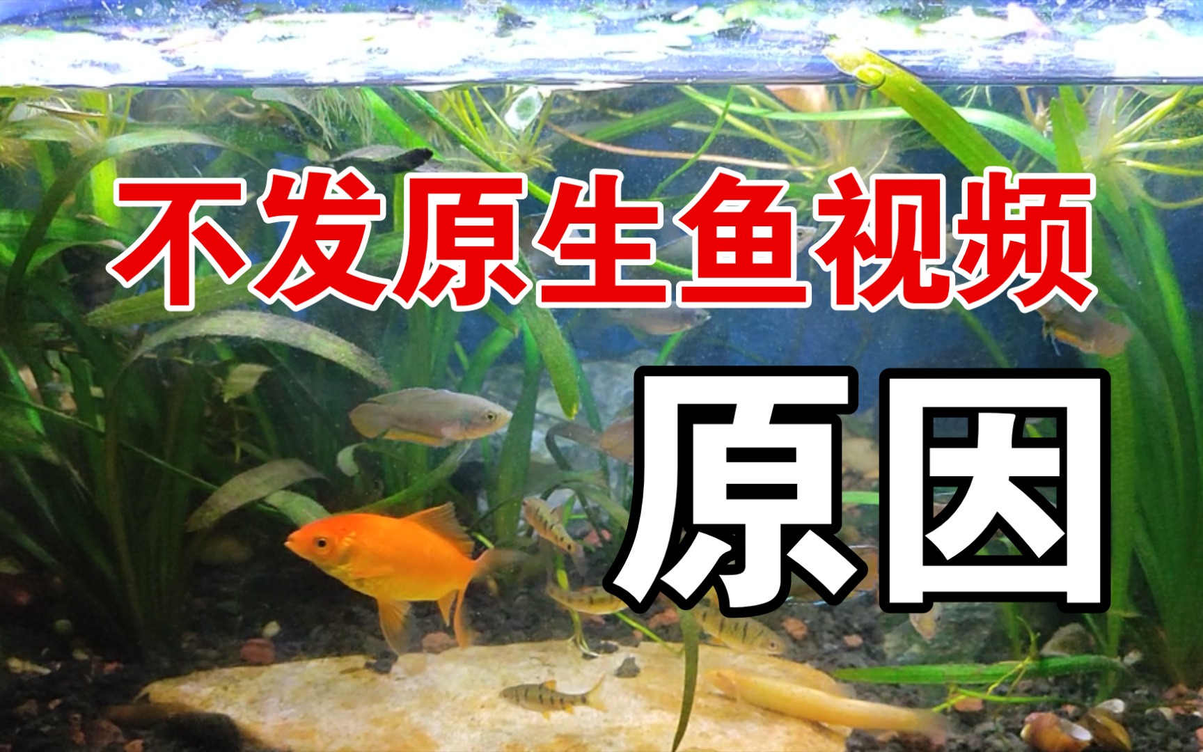 [图]鸫龟先生为何不发原生鱼视频了？鱼龟混养的鱼缸，鱼已经快被乌龟吃灭绝了，没鱼可拍。没养龟苗的鱼缸，水草爆缸，也失去拍摄价值。无过滤不打氧原生鱼缸，正在陆续清理