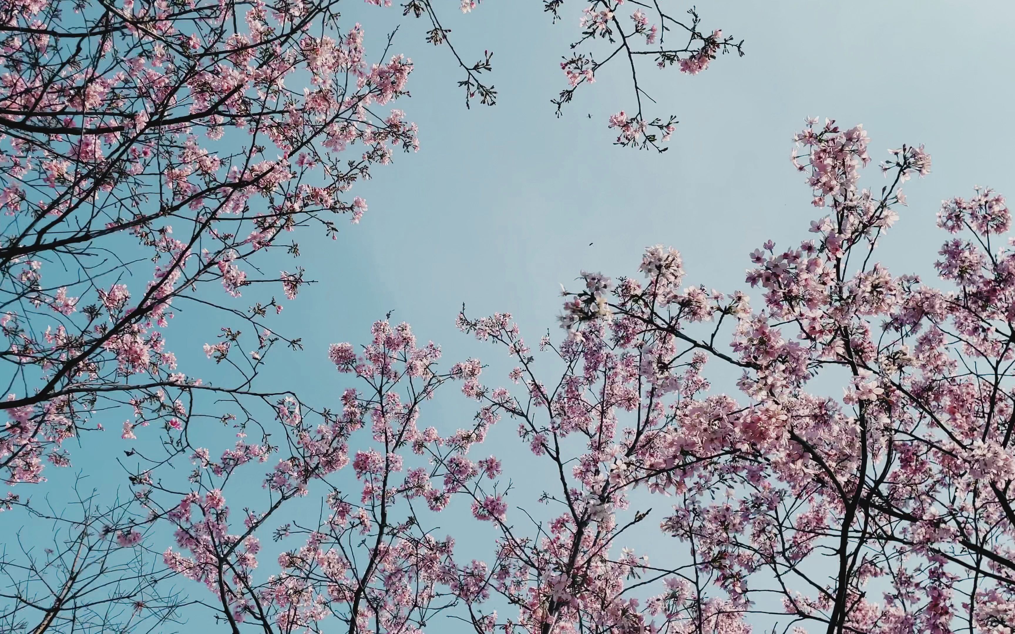 [图]樱花呀