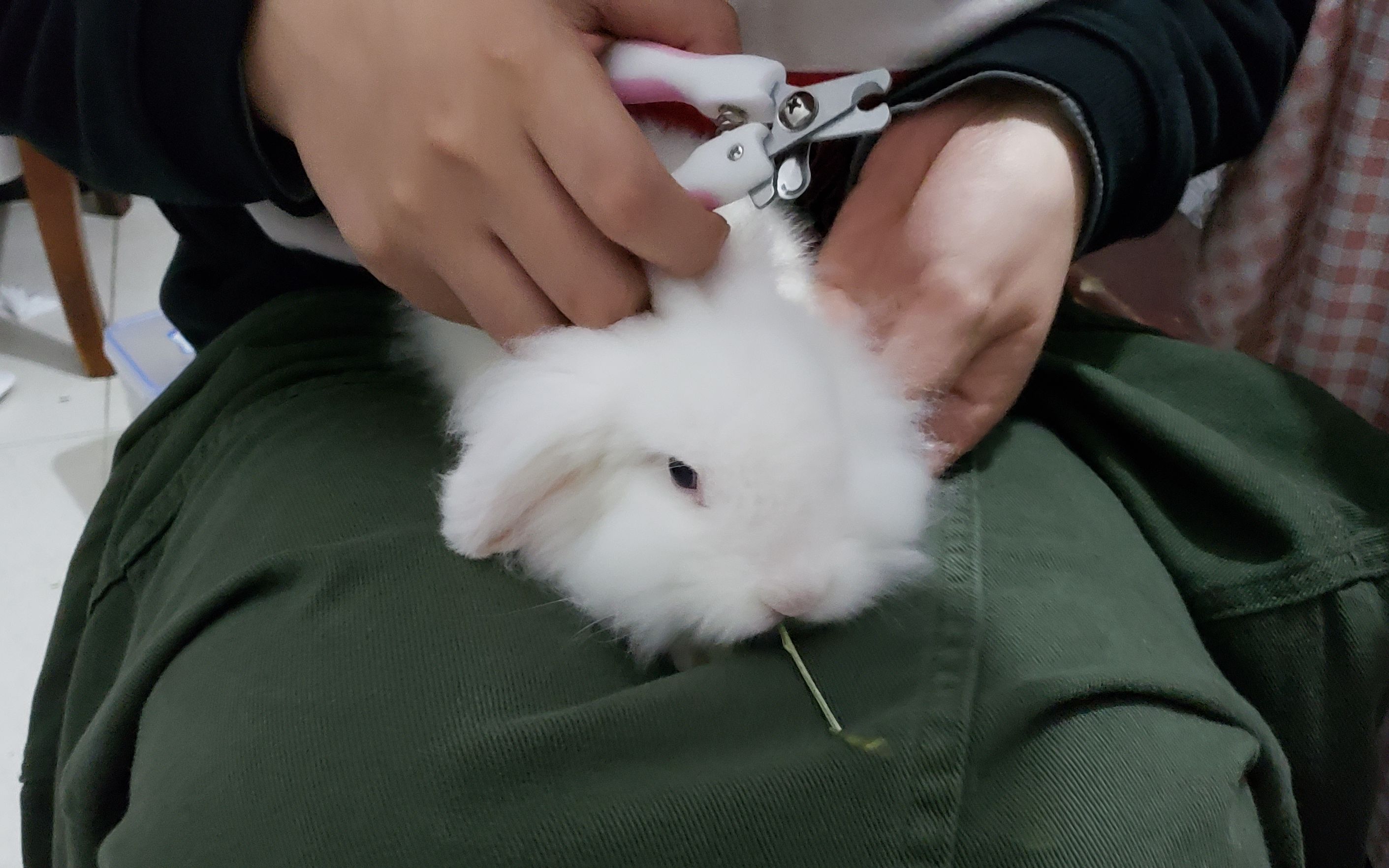 一项艰难的工作!给软乎乎的小兔子剪指甲._哔哩哔哩_bilibili