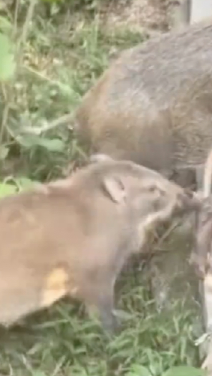 野猪在多地频现引发关注,专家:需重新审视“不可食用野猪”规定哔哩哔哩bilibili