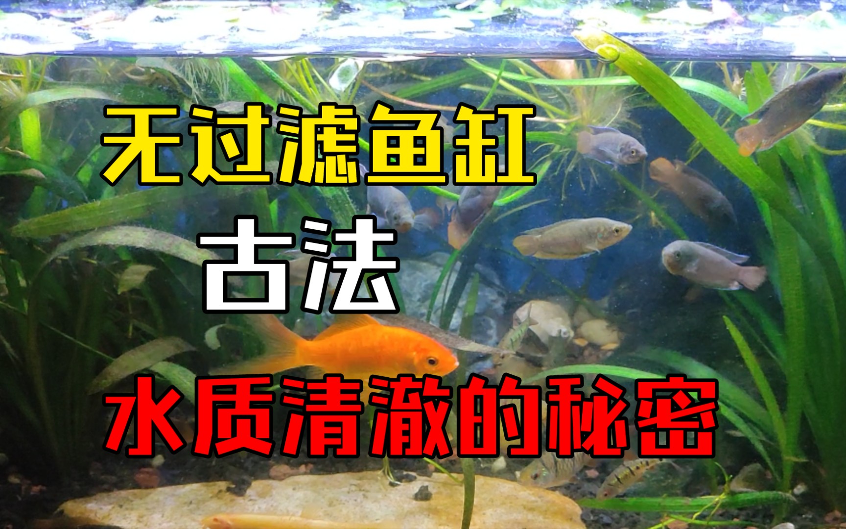 【古法养鱼虾】无过滤生态鱼缸,水清鱼靓,水质保持清澈稳定的秘密.古法养鱼生态缸,运行原理介绍.底砂+水草+螺虾,这就是古法鱼缸稳定运行的关...