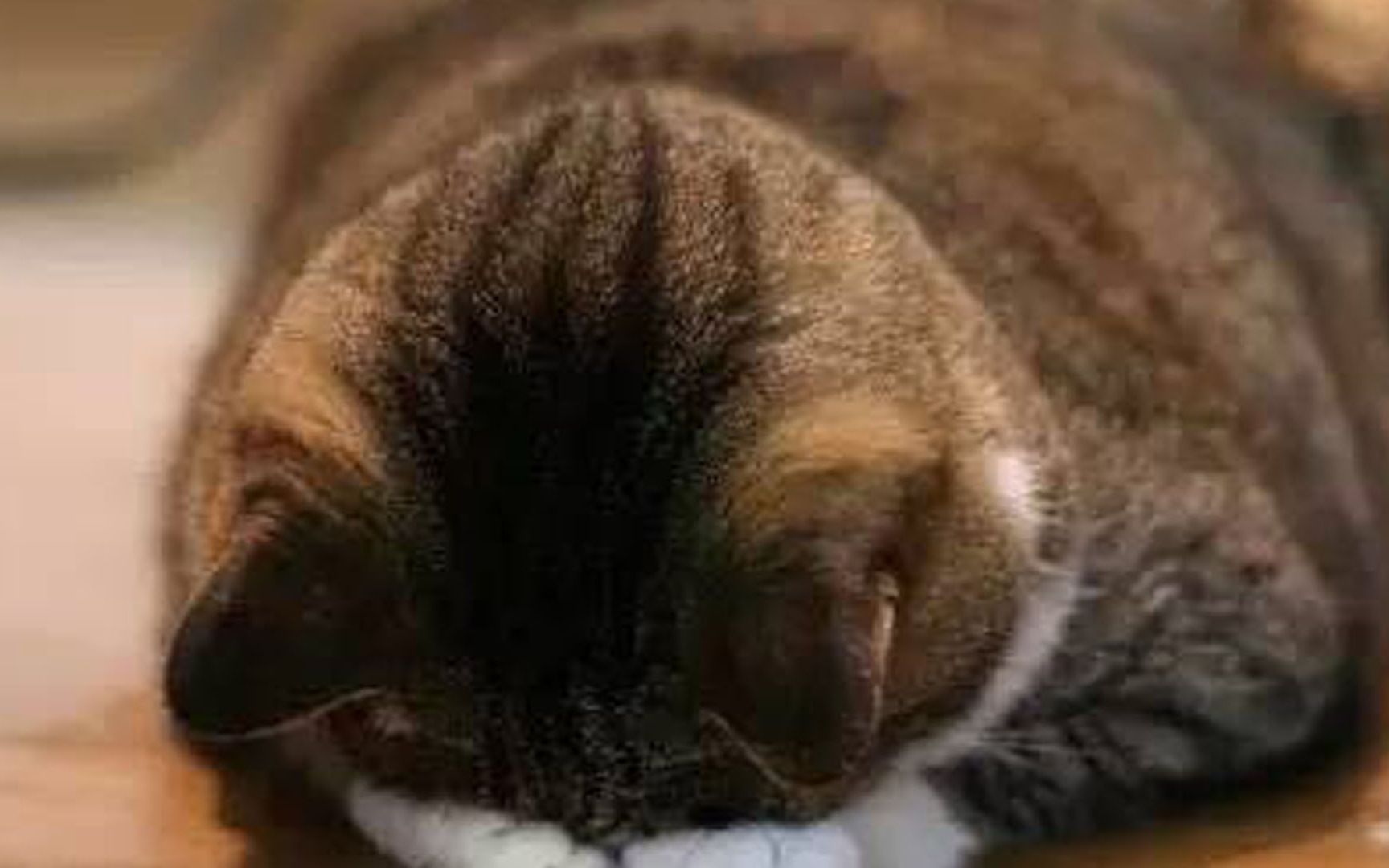 猫咪睡觉的时候为什么喜欢捂脸?你知道原因吗?