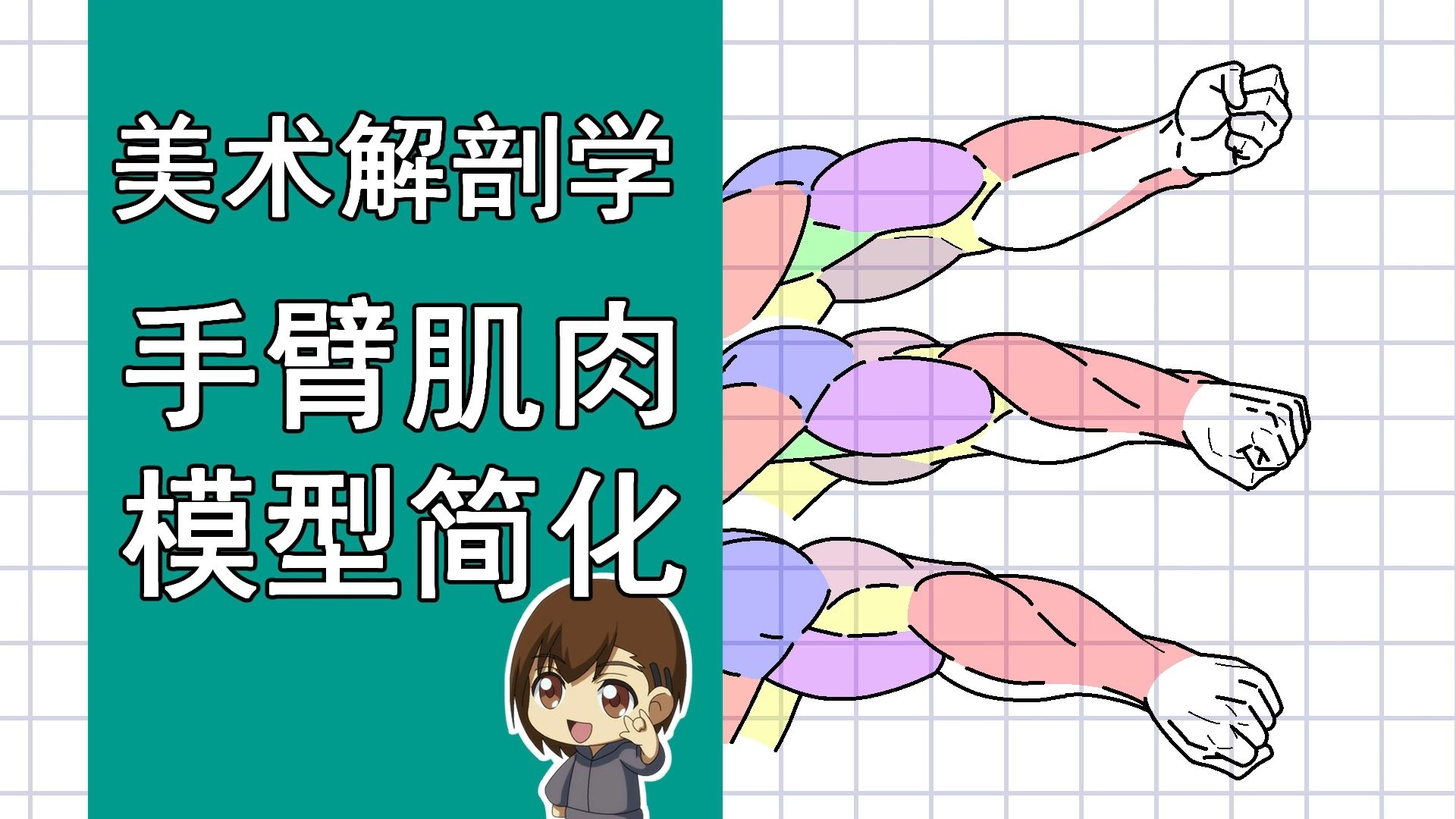 美术解剖学-70-手臂肌肉模型简化