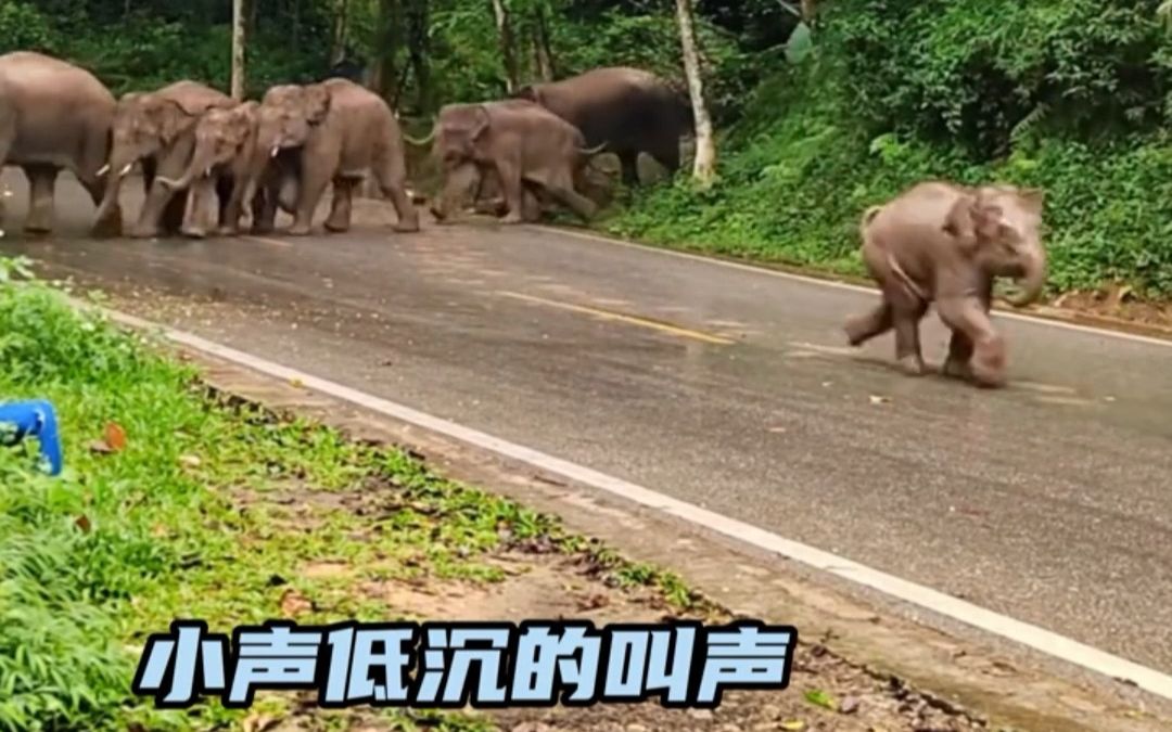 真的太恐怖了!原来大象的叫声这么恐怖