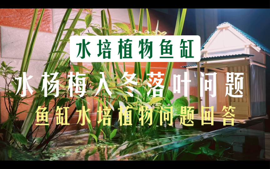 水培植物日记:回答水培植物问题 ,水杨梅入冬落叶问题,室内养殖植物遇到的问题,提一下菖蒲和绿萝哔哩哔哩bilibili