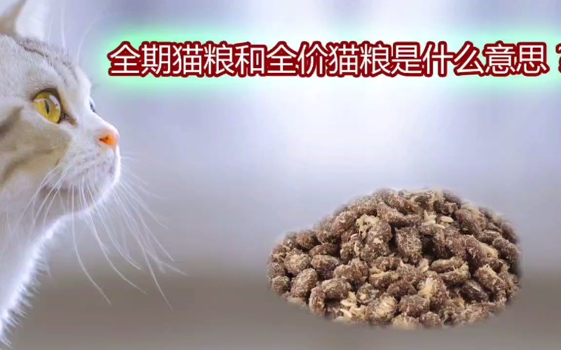 全价猫粮和全期猫粮的区别哔哩哔哩bilibili