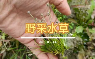 Video herunterladen: 野采水草记录，种类非常丰富