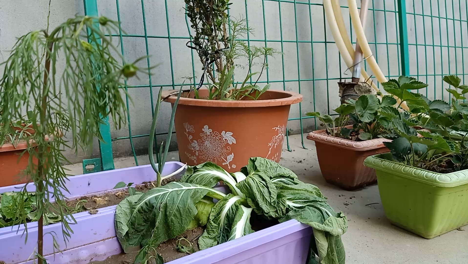 生命的力量神秘又强大,一颗晒蔫了的小白菜是怎么重新站起来的.