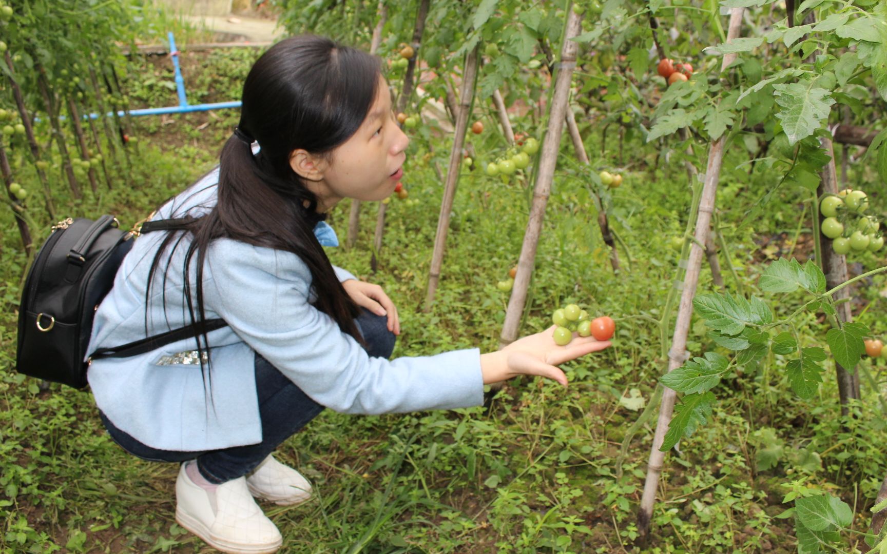 番茄定植时的注意事项哔哩哔哩bilibili