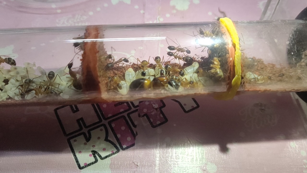 橙布弓背蚁可能要出大工了开心