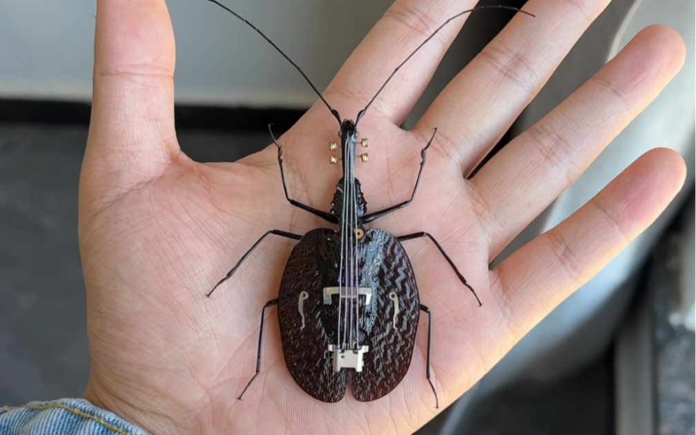 小提琴步甲虫