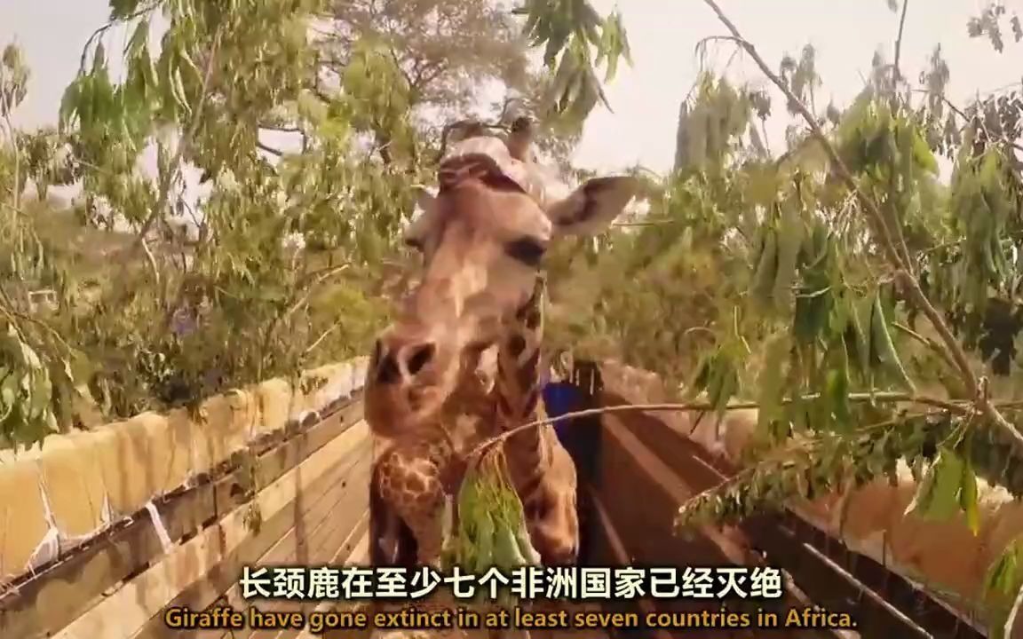 [图]中英文字幕《长颈鹿-非洲的温柔巨人 Giraffes Africa's Gentle Giants》