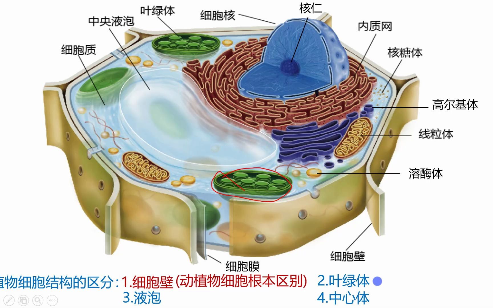 高中生物一轮复习 16 细胞器