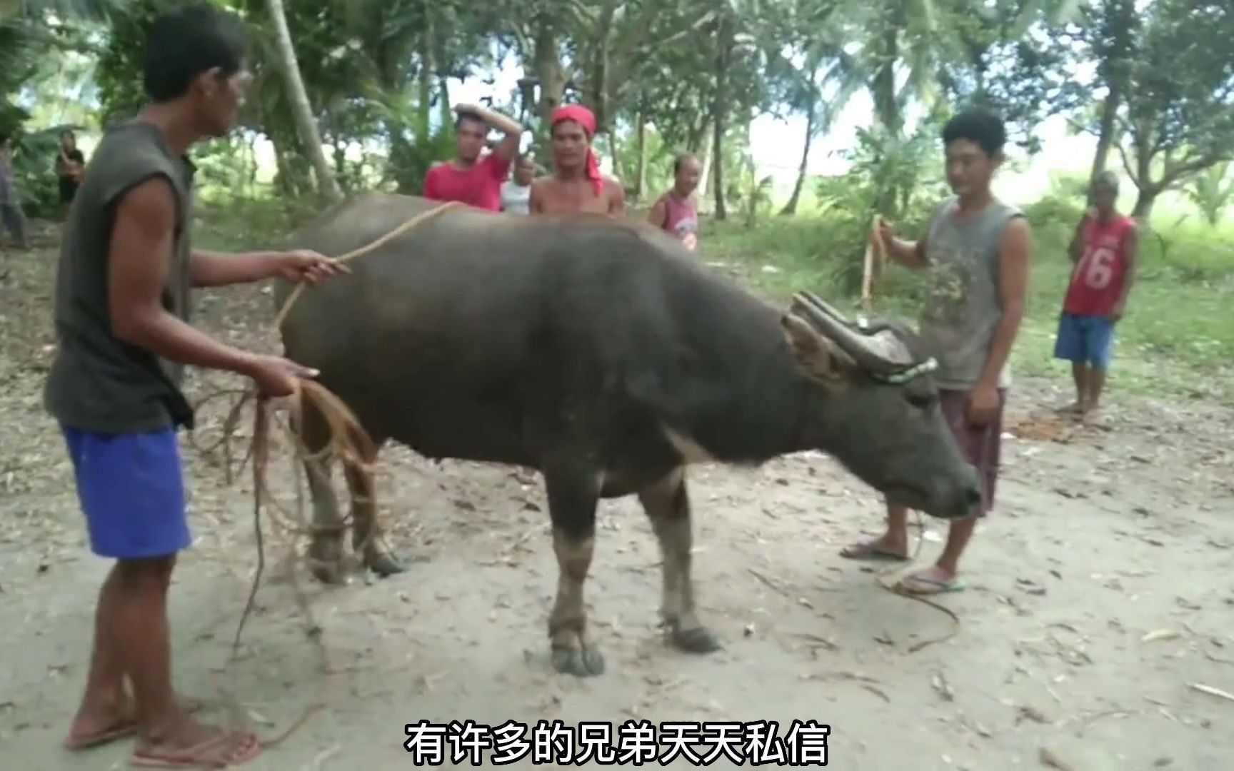 印尼祖传手艺 给老牛荔枝都砸了!!哔哩哔哩bilibili