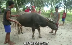 下载视频: 印尼祖传手艺 给老牛荔枝都砸了！！