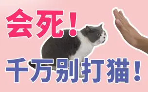 Download Video: 千万别打猫！会死！- 请科学养猫