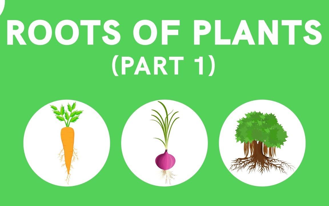 植物根系 roots of plants_哔哩哔哩 (゜-゜)つロ 干杯~-bilibili