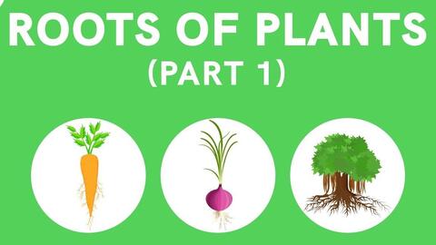 植物根系roots Of Plants 哔哩哔哩 Bilibili