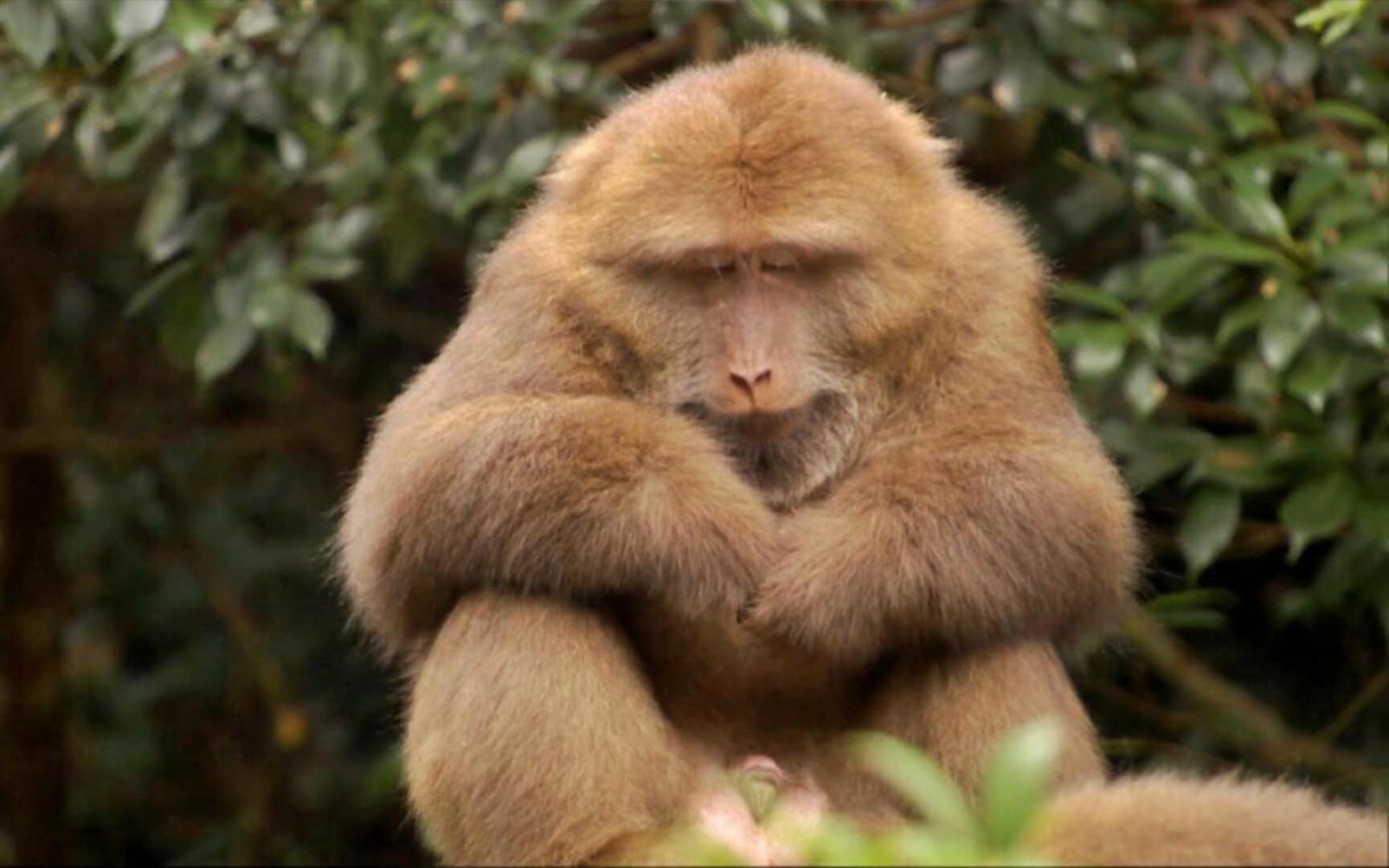 太可爱了吧!黄山短尾猴简直是猴子界的柯基