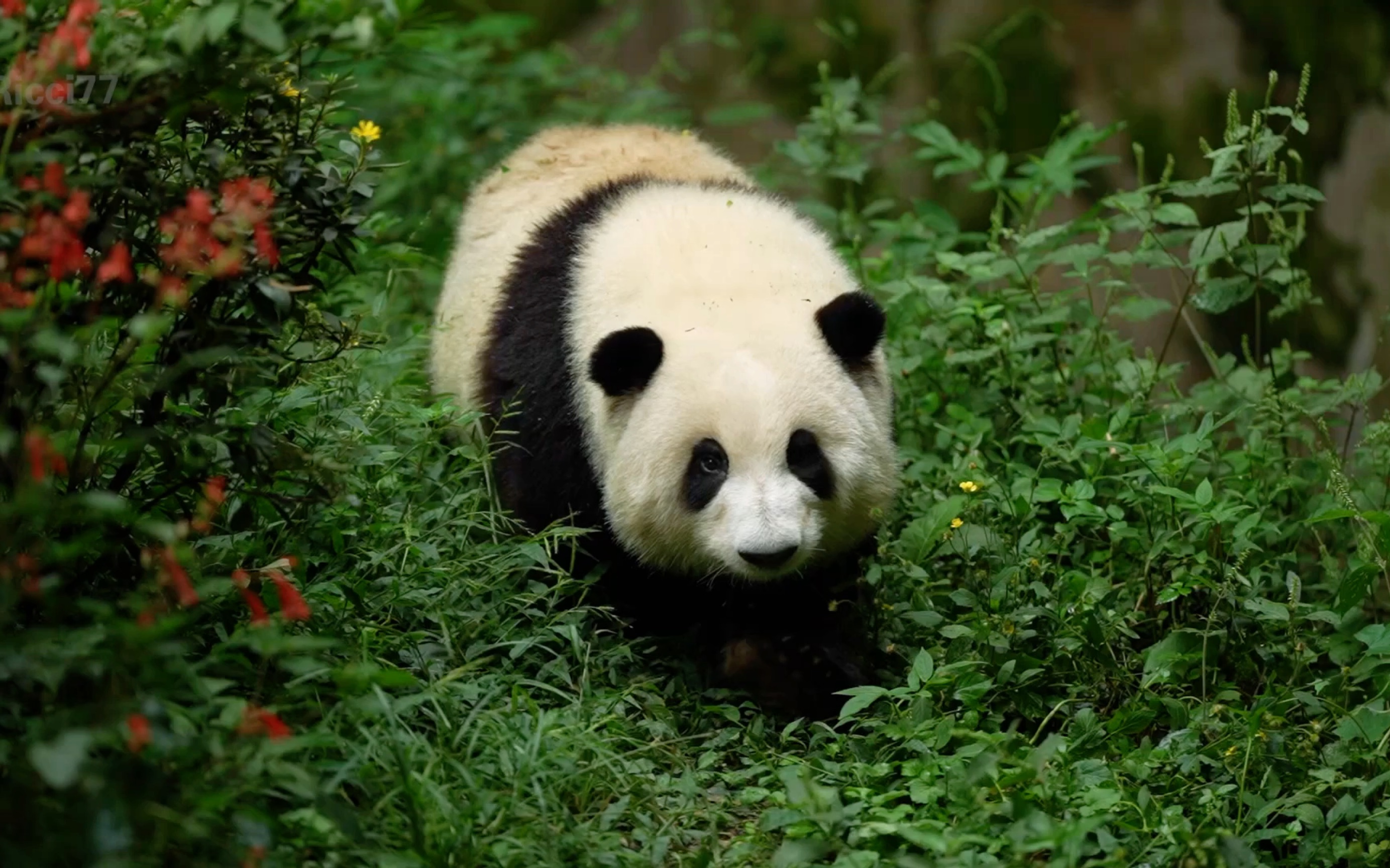 花花,叶子,二狗,润月|最后一次去看到四小只合体,抢食过程还是那么有