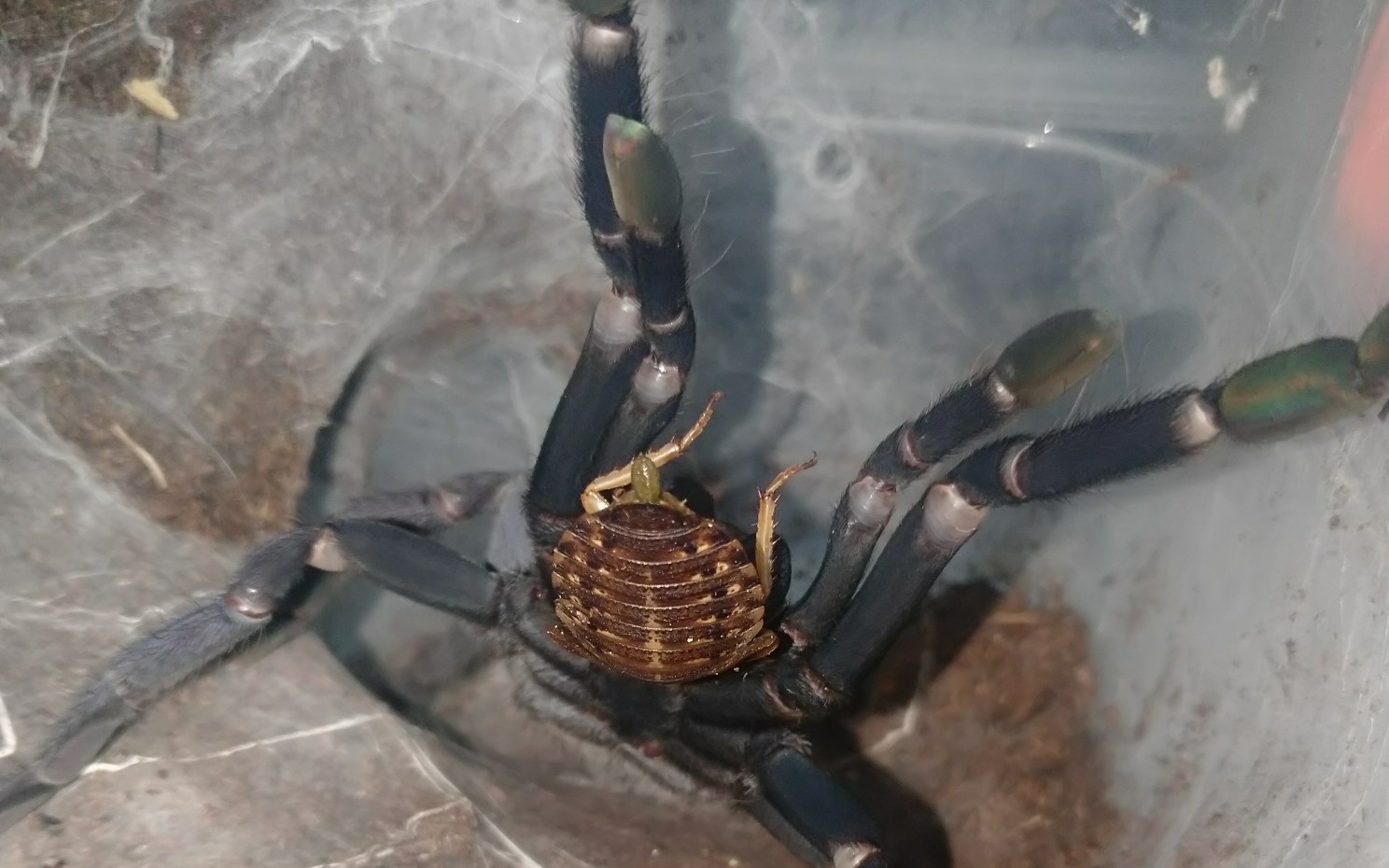 只能说真香,直接看开头结尾吧(印尼金背地老虎交配)