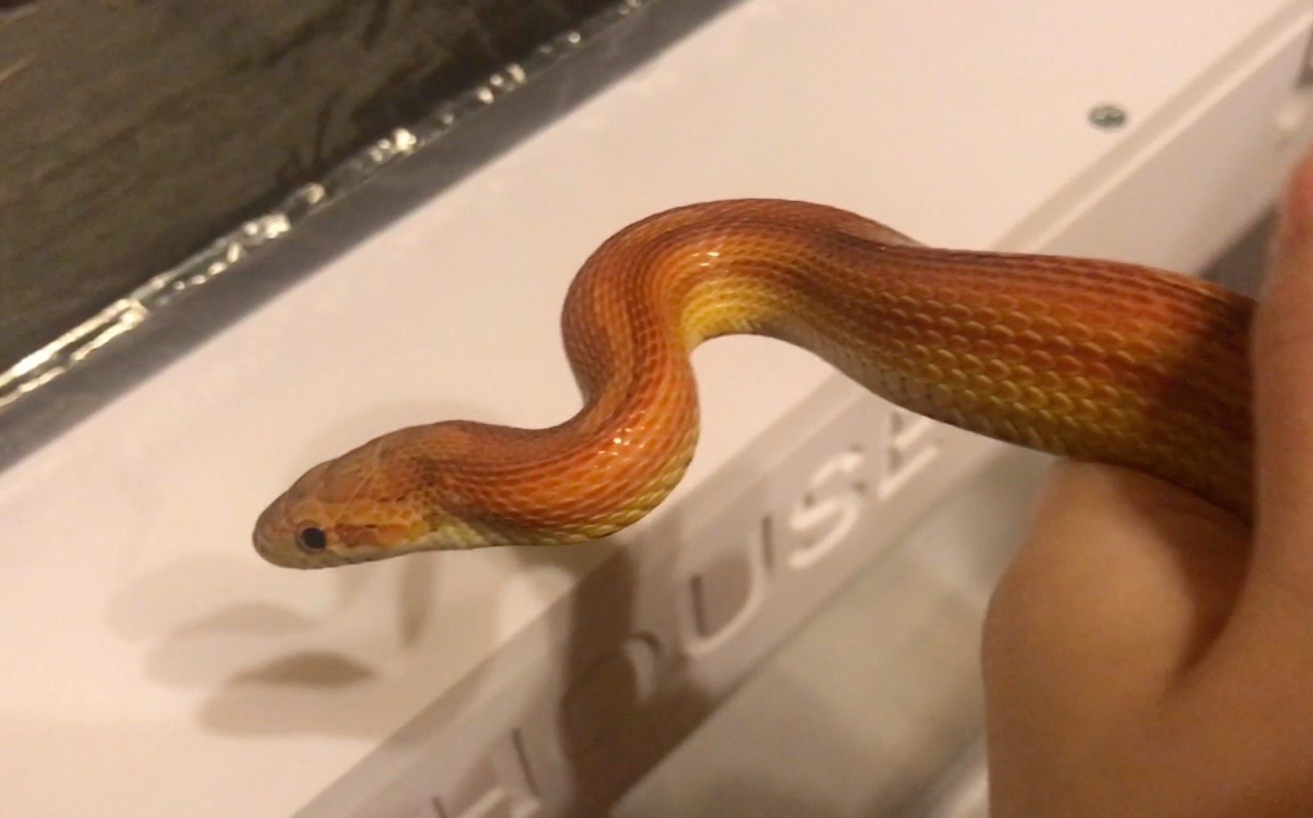 水神#撸个蛇儿!斯内克小破站初体验