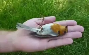 下载视频: 本以为要节哀，没想到...........!🐦