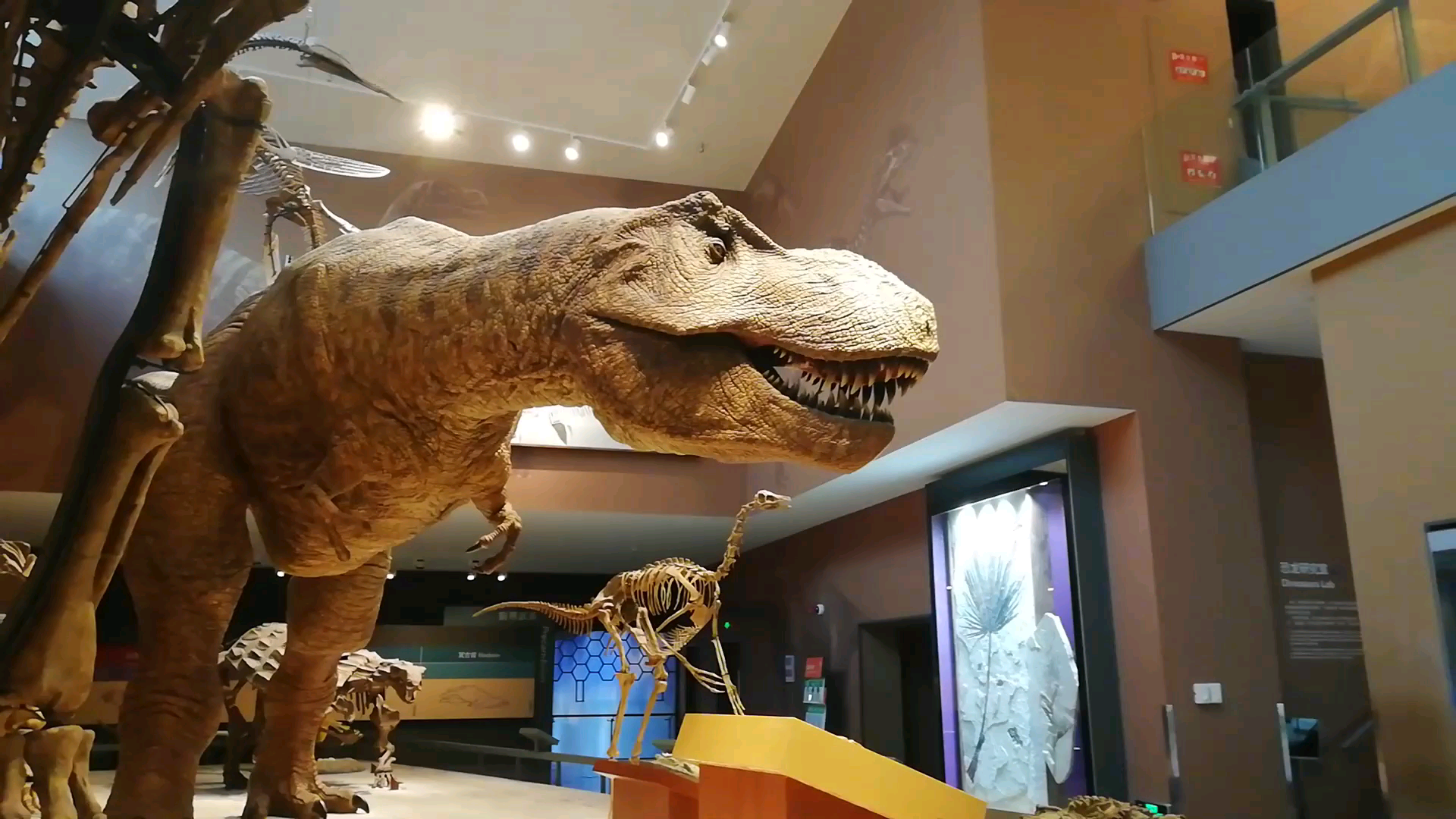 恐龙来啦,带你探秘上海自然博物馆的逼真恐龙