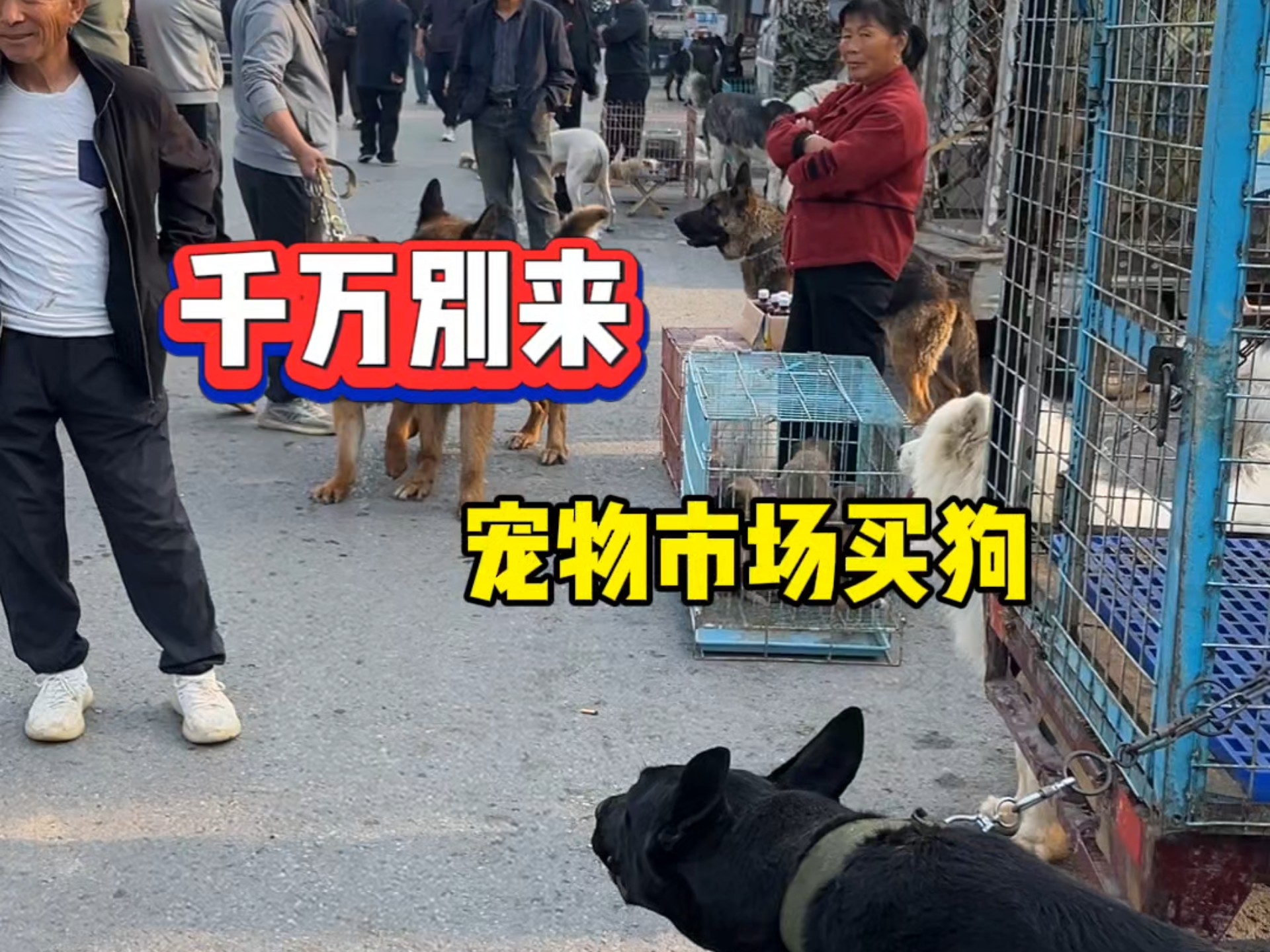 千万别来宠物市场买狗!