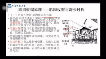 肌肉收缩原理———肌肉收缩与舒张过程哔哩哔哩bilibili