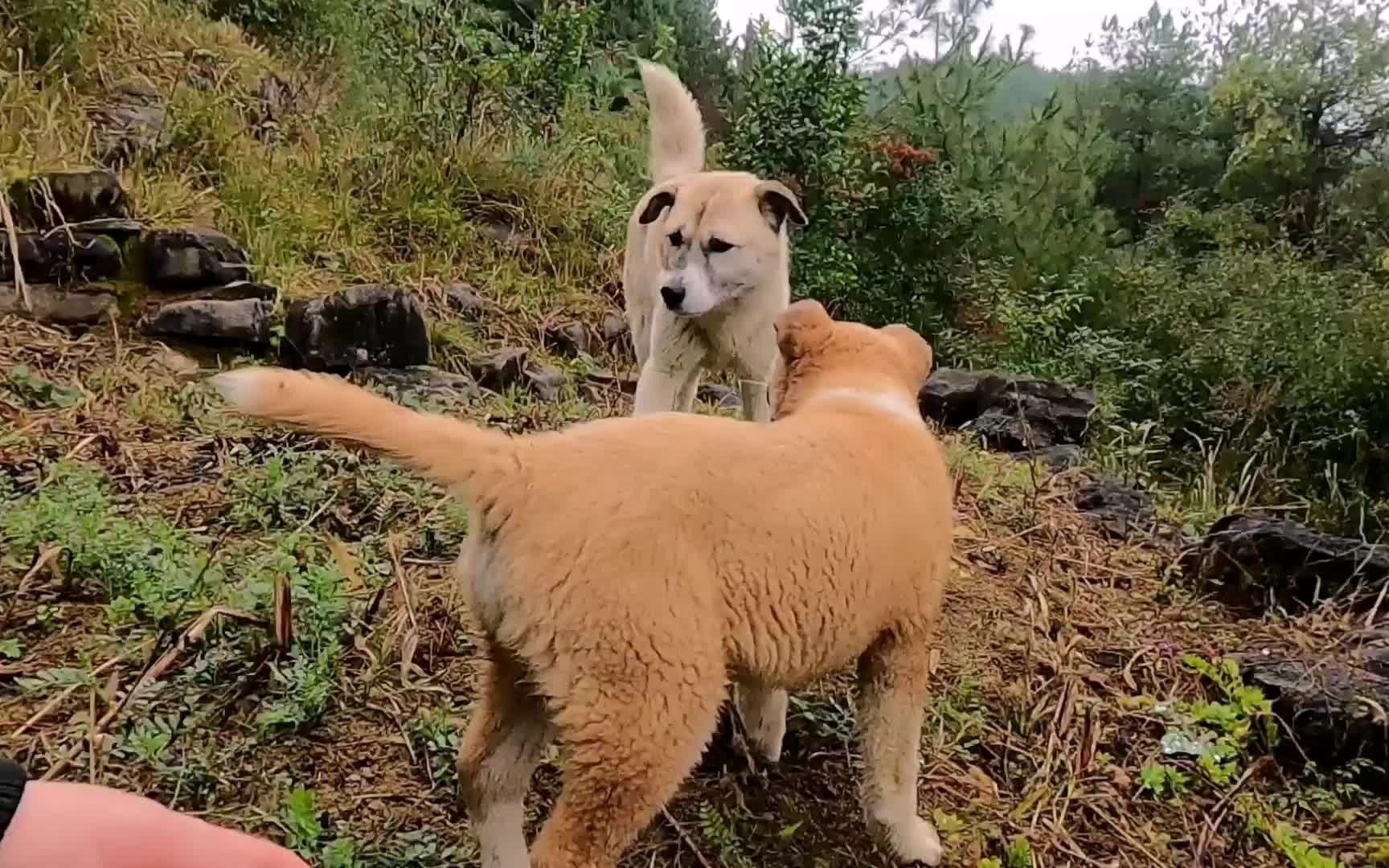 中华田园犬豆豆,两只狗狗出门溜达,结果大狗跑远了豆豆担心坏了