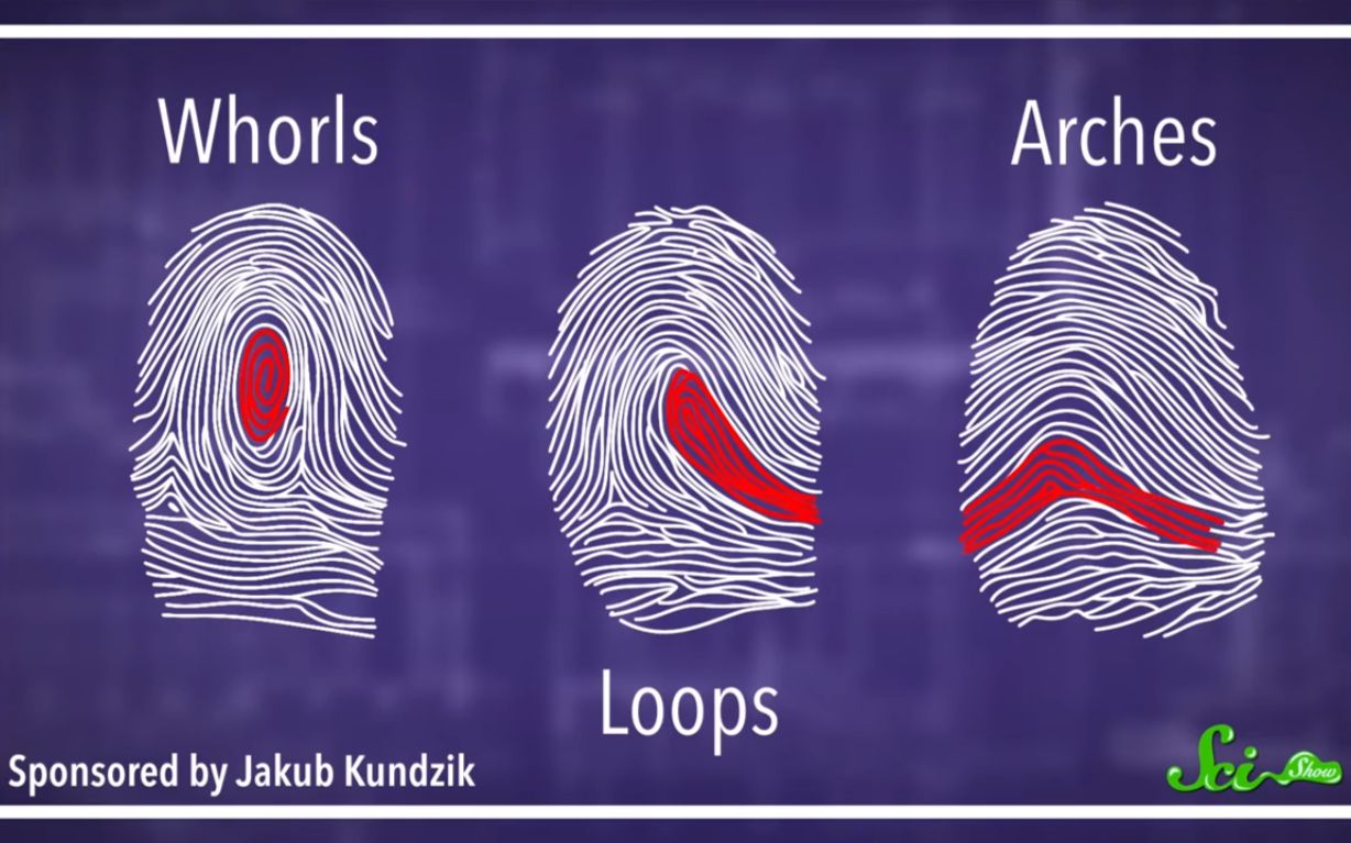 scishow指纹是怎么形成的6小时字幕组