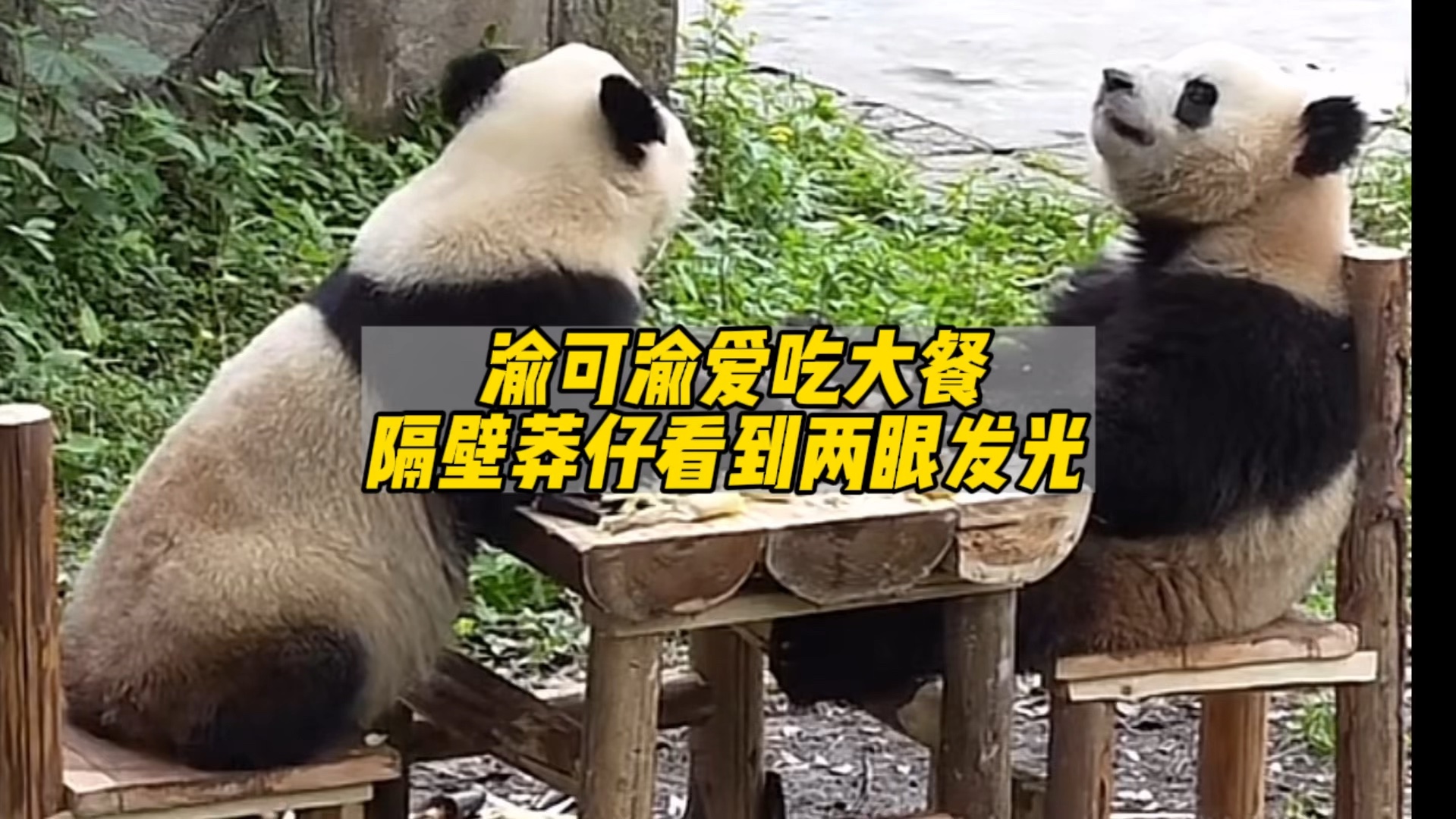 渝可渝爱吃大餐,隔壁莽仔投来了羡慕的眼光!莽仔:何时轮到我儿