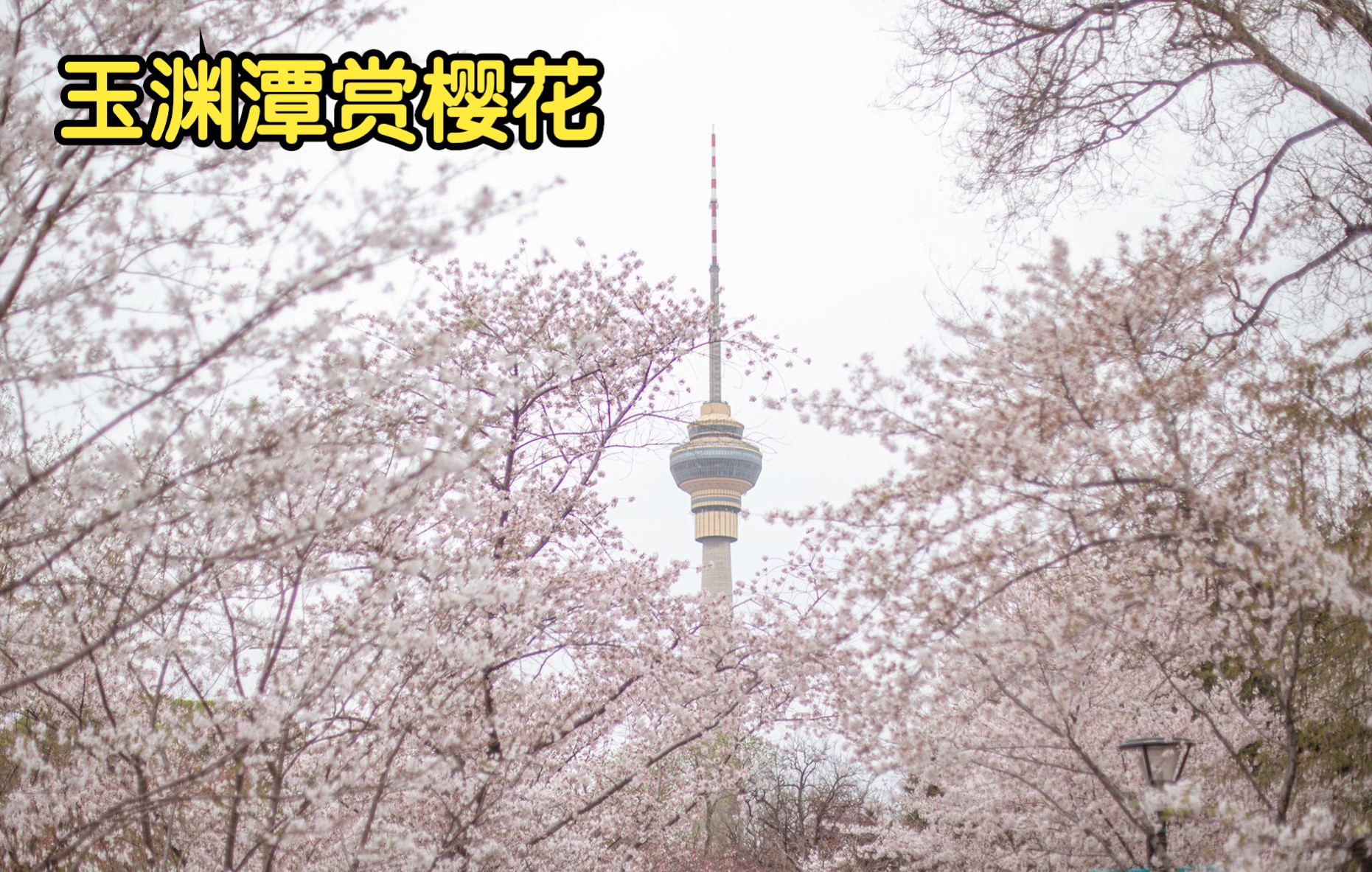 [图]北京玉渊潭赏樱花，去年错过的中樱，今年来弥补，春日踏青赏花