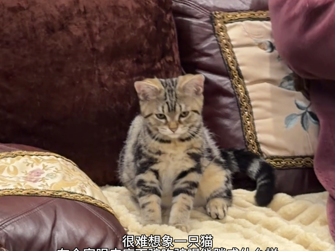 很难想象一只猫在全家眼皮底下骗吃骗喝能胖成什么样。