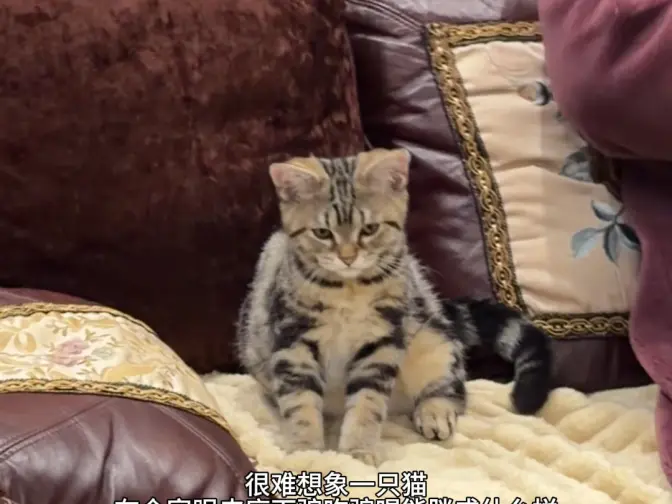 很难想象一只猫在全家眼皮底下骗吃骗喝能胖成什么样。