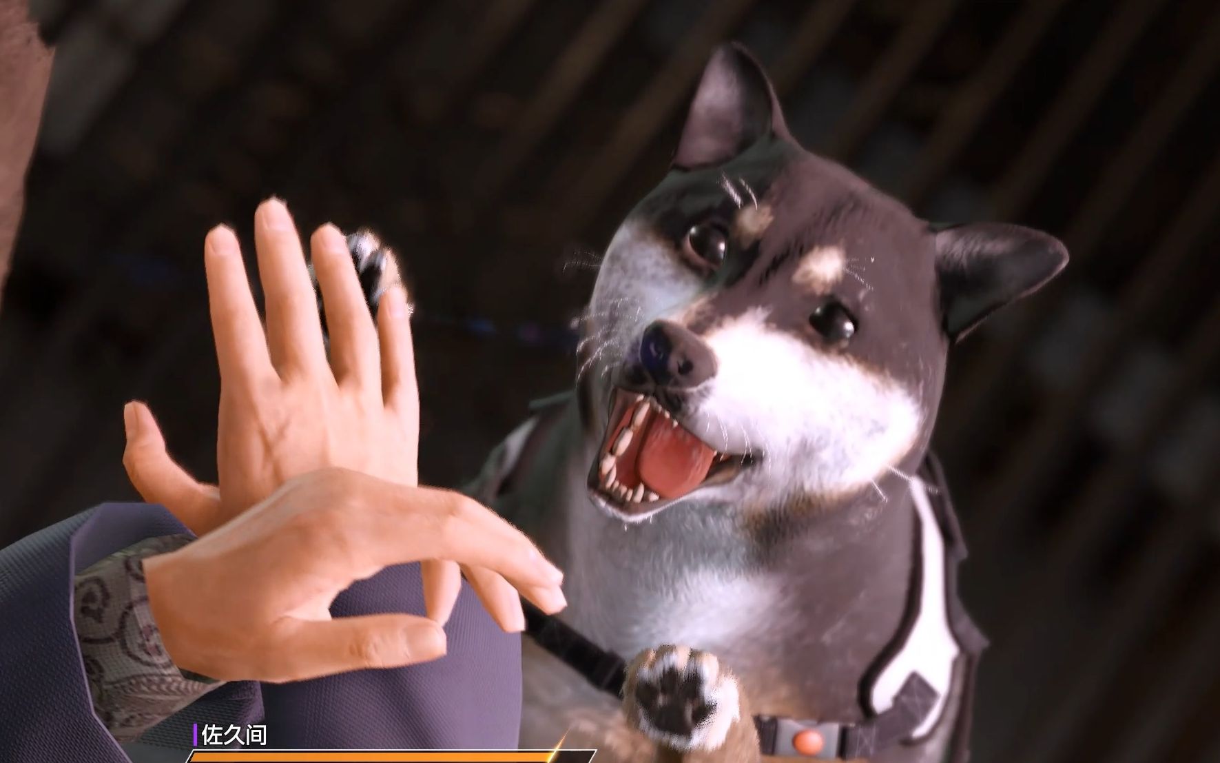 为什么别人的柴宝会帮忙打架